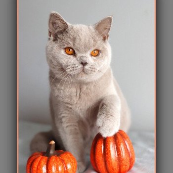 ANGIE CARBIN Femelle British Shorthair
