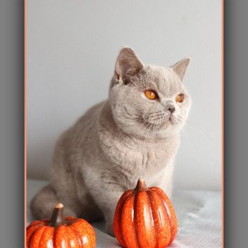 ANGIE CARBIN Femelle British Shorthair