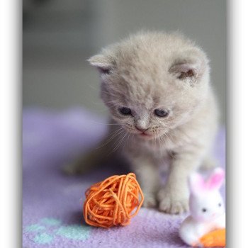 ANGIE CARBIN Femelle British Shorthair