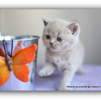 ANGIE CARBIN Femelle British Shorthair