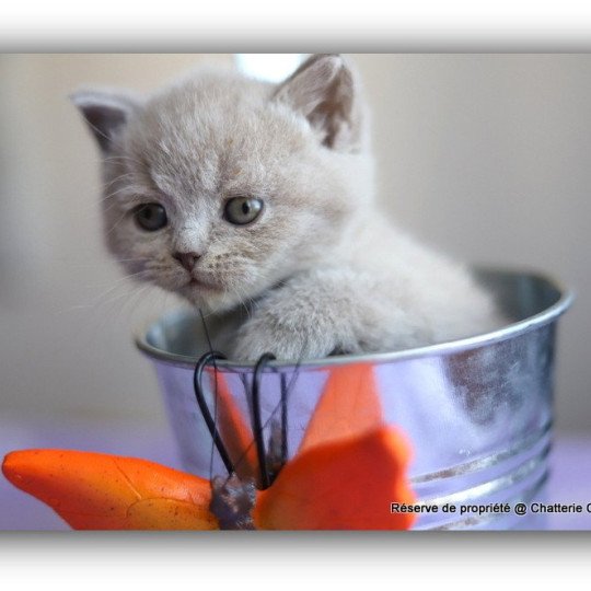 chaton British Shorthair lilac ANGIE Chatterie CARBIN lilac 