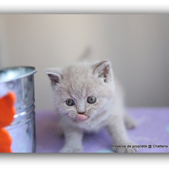 chaton British Shorthair lilac ANGIE Chatterie CARBIN lilac 