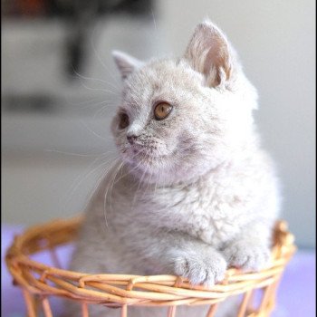 ANGIE CARBIN Femelle British Shorthair