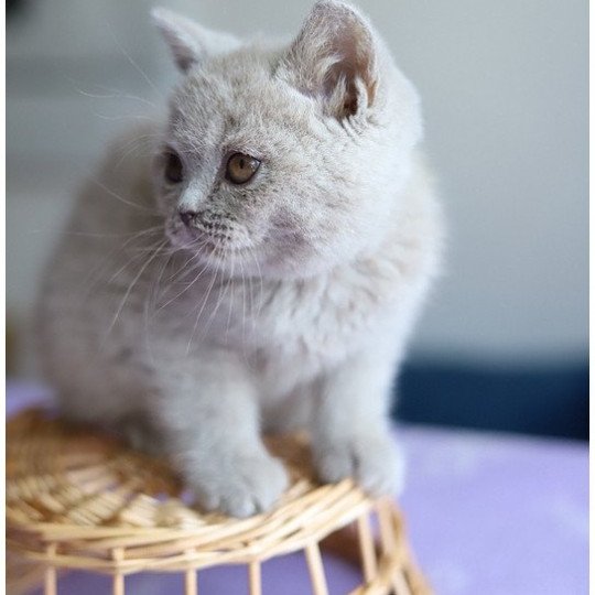 chaton British Shorthair lilac ANGIE Chatterie CARBIN lilac 