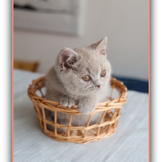 chaton British Shorthair lilac ANGIE Chatterie CARBIN lilac 