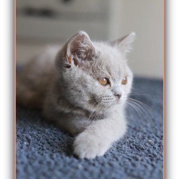 ANGIE CARBIN Femelle British Shorthair