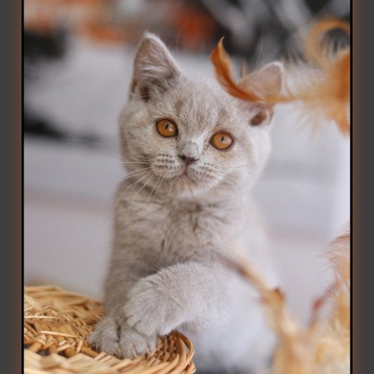 chaton British Shorthair lilac ANGIE Chatterie Carbin lilac 