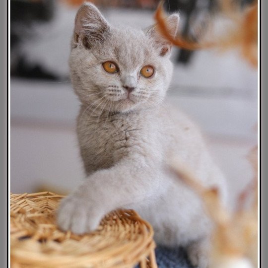 chaton British Shorthair lilac ANGIE Chatterie Carbin lilac 