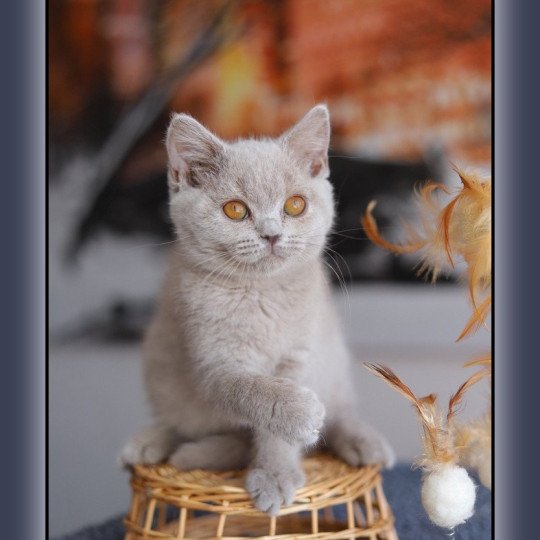 chaton British Shorthair lilac ANGIE Chatterie Carbin lilac 