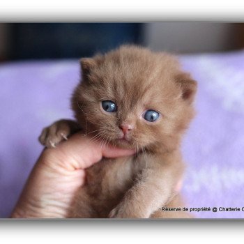 APOLLO CARBIN Mâle British Shorthair