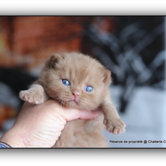 chaton British Shorthair cinnamon APOLLO Chatterie CARBIN cinnamon 