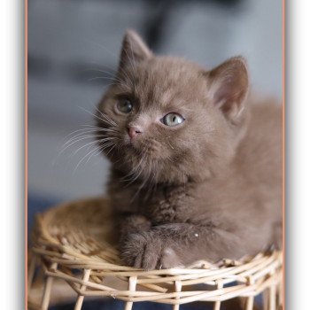 APOLLO CARBIN Mâle British Shorthair