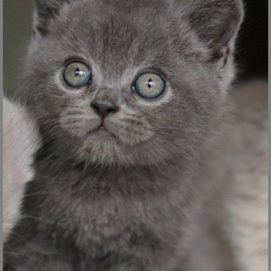 chaton British Shorthair blue ARDOISE Chatterie Carbin blue 