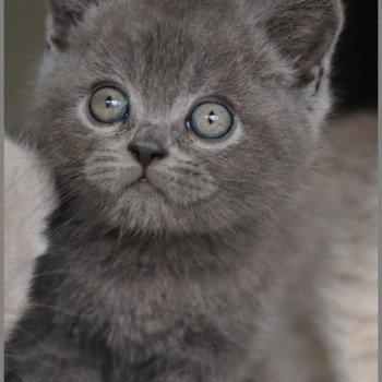 ARDOISE CARBIN Mâle British Shorthair