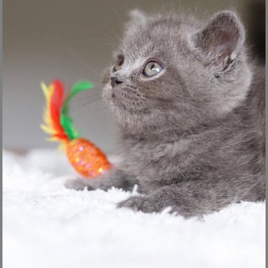chaton British Shorthair blue ARDOISE Chatterie Carbin blue 