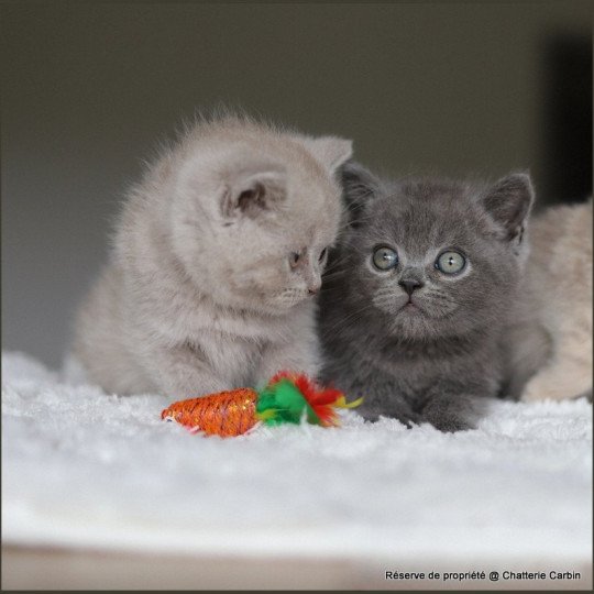 chaton British Shorthair blue ARDOISE Chatterie Carbin blue 