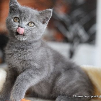ARDOISE CARBIN Mâle British Shorthair