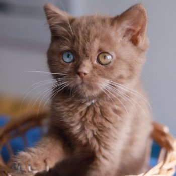 ARIANE CARBIN Femelle British Shorthair