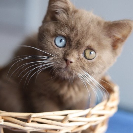 chaton British Shorthair cinnamon ARIANE Chatterie Carbin cinnamon 