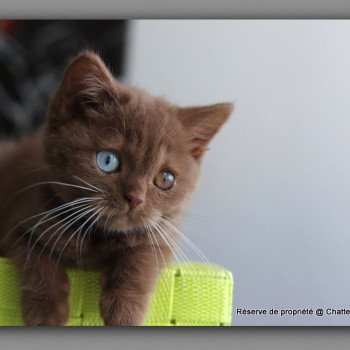 ARIANE CARBIN Femelle British Shorthair