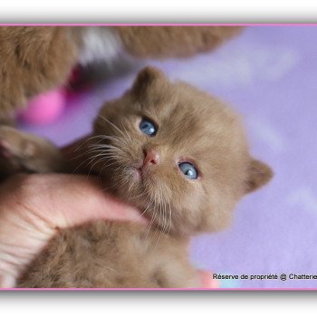 ARIANE CARBIN Femelle British Shorthair