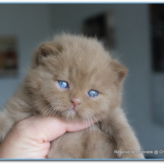 chaton British Shorthair cinnamon ARIANE Chatterie CARBIN cinnamon 