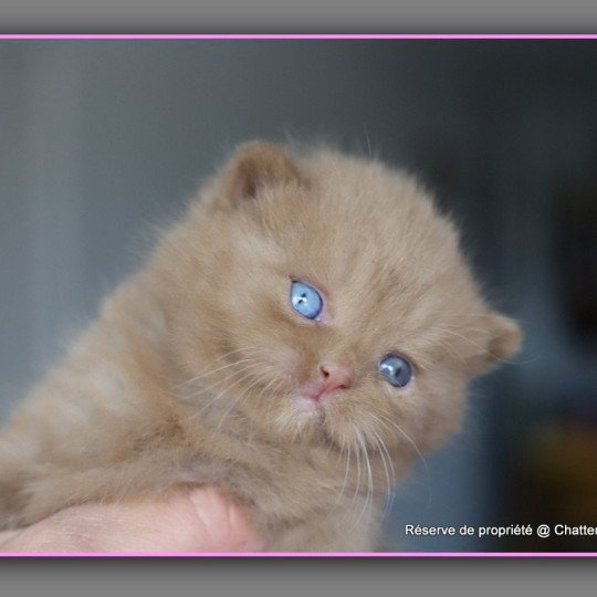 chaton British Shorthair cinnamon ARIANE Chatterie CARBIN cinnamon 