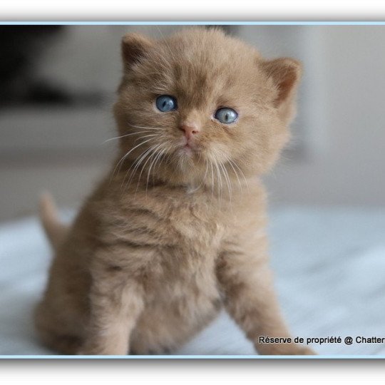 chaton British Shorthair cinnamon ARIANE Chatterie CARBIN cinnamon 