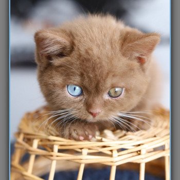 ARIANE CARBIN Femelle British Shorthair