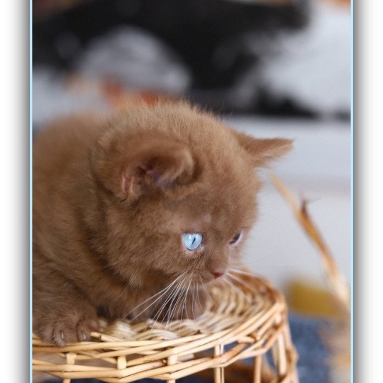 chaton British Shorthair cinnamon ARIANE Chatterie Carbin cinnamon 