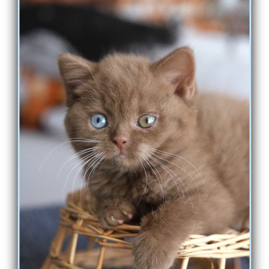 chaton British Shorthair cinnamon ARIANE Chatterie Carbin cinnamon 