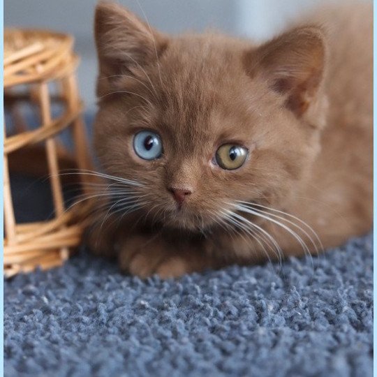 chaton British Shorthair cinnamon ARIANE Chatterie Carbin cinnamon 
