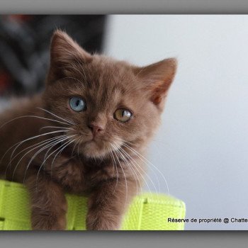 ARIANE CARBIN Femelle British Shorthair