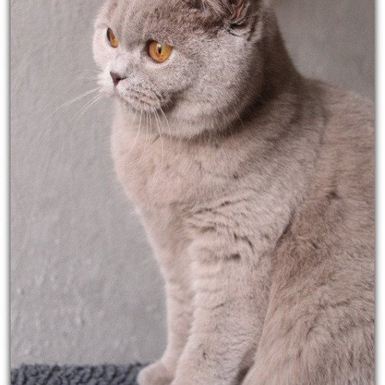 chaton British Shorthair lilac Ariel Chatterie Carbin lilac 