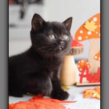 ARRIETTE CARBIN Femelle British Shorthair