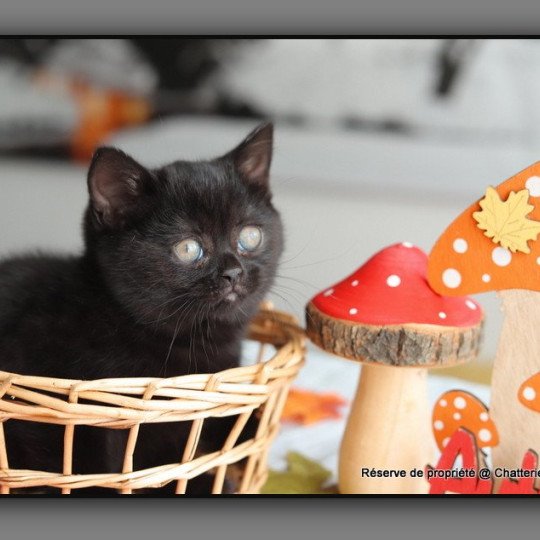 chaton British Shorthair black ARRIETTE Chatterie Carbin black 