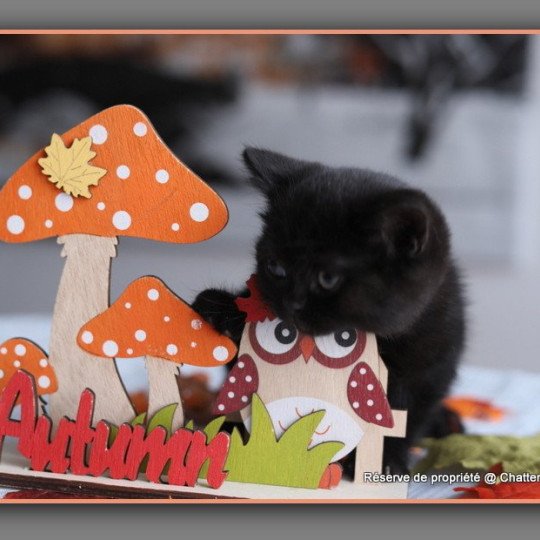 chaton British Shorthair black ARRIETTE Chatterie Carbin black 