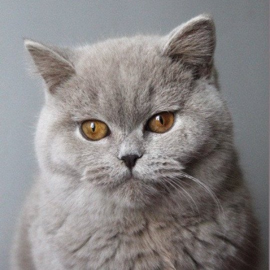 chaton British Shorthair lilac Atta Chatterie Carbin lilac 