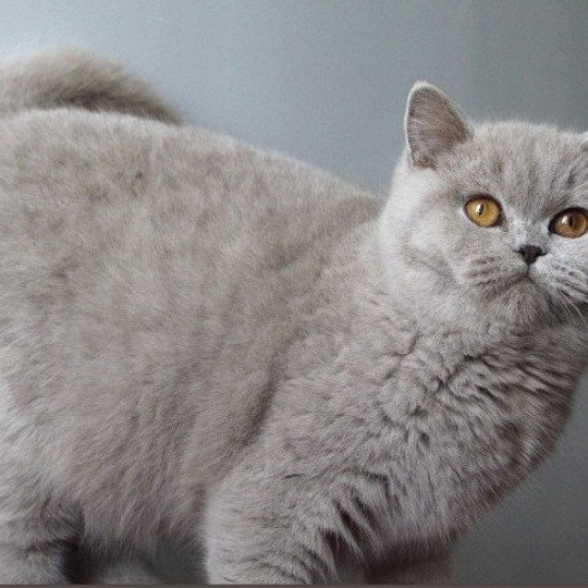 chaton British Shorthair lilac Atta Chatterie Carbin lilac 