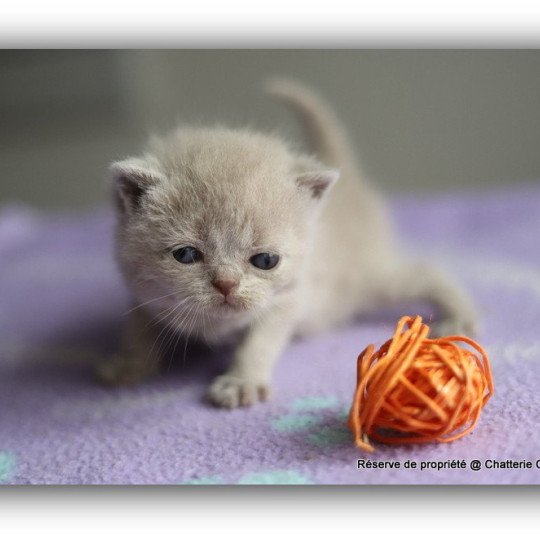 chaton British Shorthair lilac AZALÉE Chatterie CARBIN lilac 