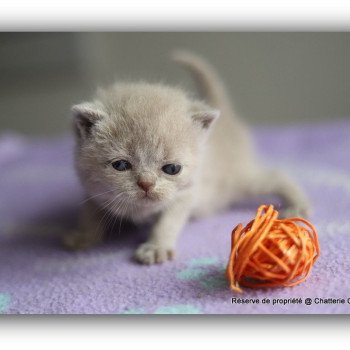 AZALÉE CARBIN Femelle British Shorthair