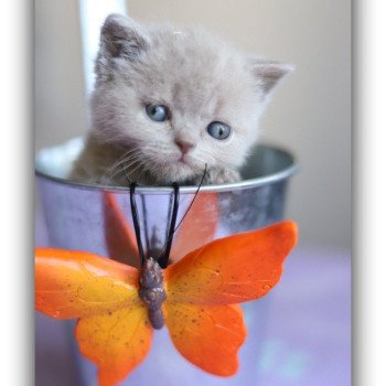 AZALÉE CARBIN Femelle British Shorthair
