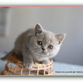 AZALÉE CARBIN Femelle British Shorthair
