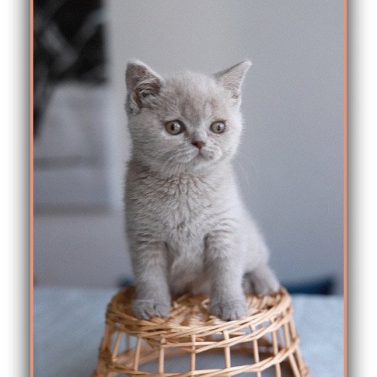 chaton British Shorthair lilac AZALÉE Chatterie CARBIN lilac 