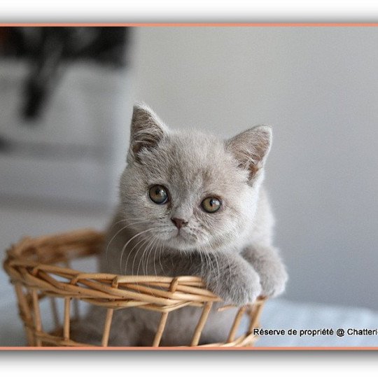 chaton British Shorthair lilac AZALÉE Chatterie CARBIN lilac 
