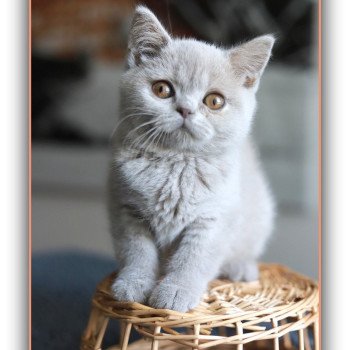 AZALÉE CARBIN Femelle British Shorthair