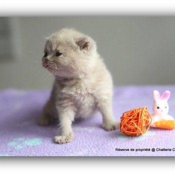 AZZARO CARBIN Mâle British Shorthair