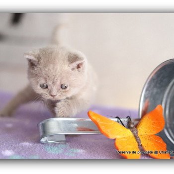 AZZARO CARBIN Mâle British Shorthair