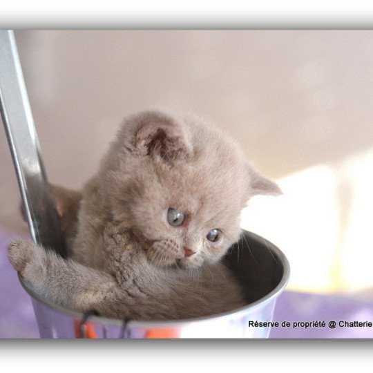 chaton British Shorthair lilac AZZARO Chatterie CARBIN lilac 