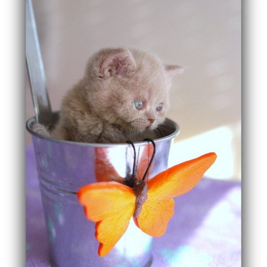 chaton British Shorthair lilac AZZARO Chatterie CARBIN lilac 
